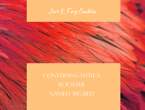 COVERSING WITH A ROOSTER NAMED BIG RED BY JERI K TORY CONKLIN