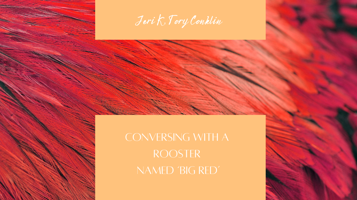 Conversing with a Rooster Named ‘Big Red’